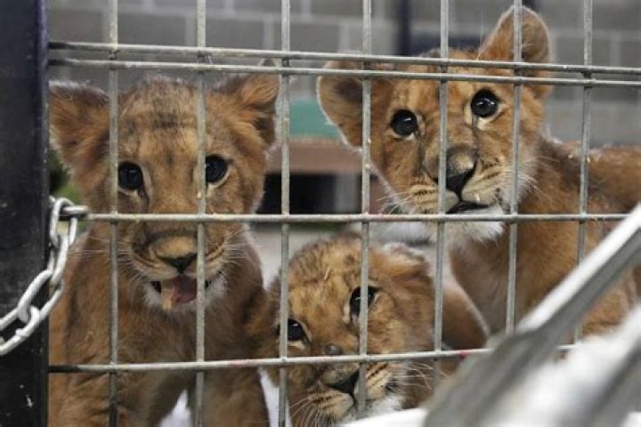 
4 Orphaned Lion Cubs from Ukraine Start New Life in Minnesota 