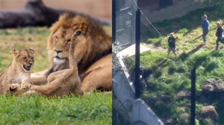 
5 Lions Escape Their Enclosure at Australia’s Famed Taronga Zoo Prompting Emergency Lockdown 
