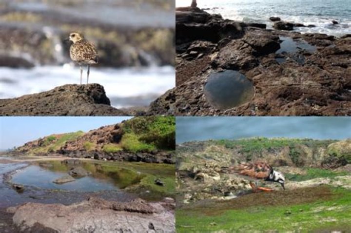 
Bird tagged in Mumbai returns home after a long flight to Siberia 