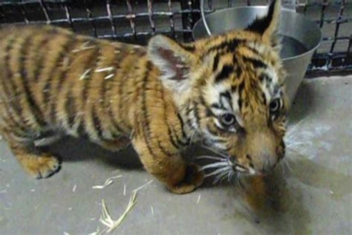 
Blood Trail Leads Albuquerque Police to Tiger Cub During Shooting Investigation 