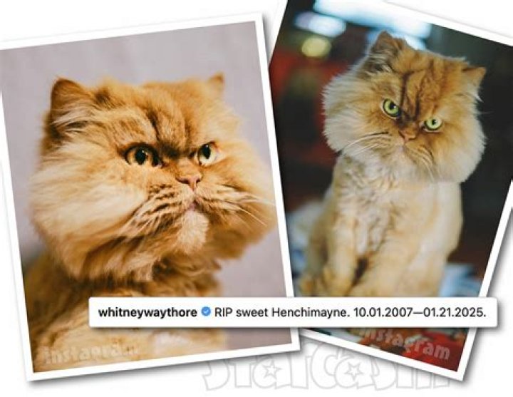 Here’s a Shocking Health Update on Whitney Way Thore’s Cat — Henchi