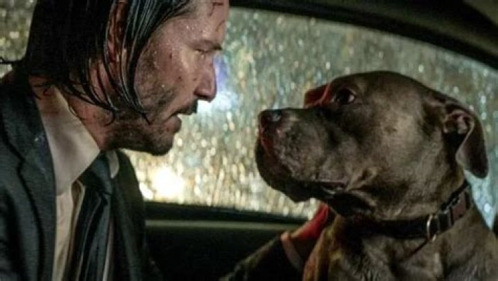 
How many dogs does John Wick have ahead of Chapter 4? 