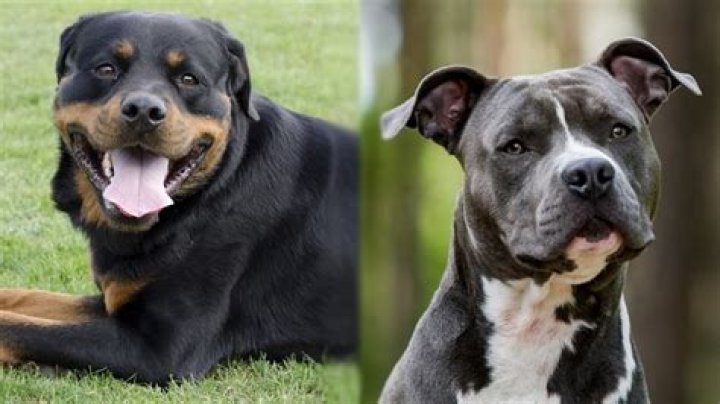 
Kanpur bans rearing of Pitbull, Rottweiler dog breeds 