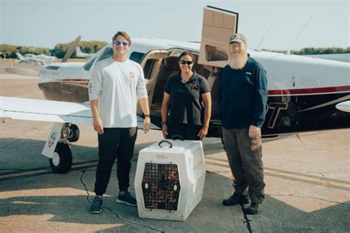 
Rescuers Fly Red Wolf from N.C. to N.Y. to Help the Less than 20 Red Wolves Left in the Wild 