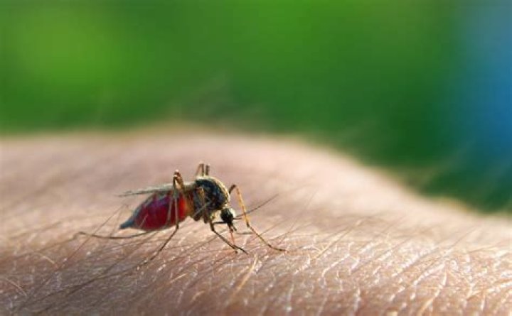 
Study Proves Some People Are Actually More Attractive to Mosquitoes 